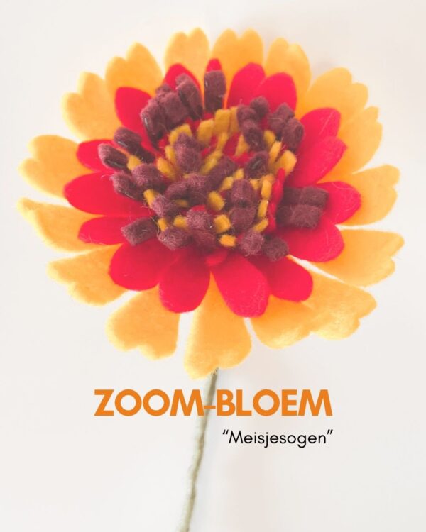 ZOOMBLOEM Meisjesogen 9 oktober