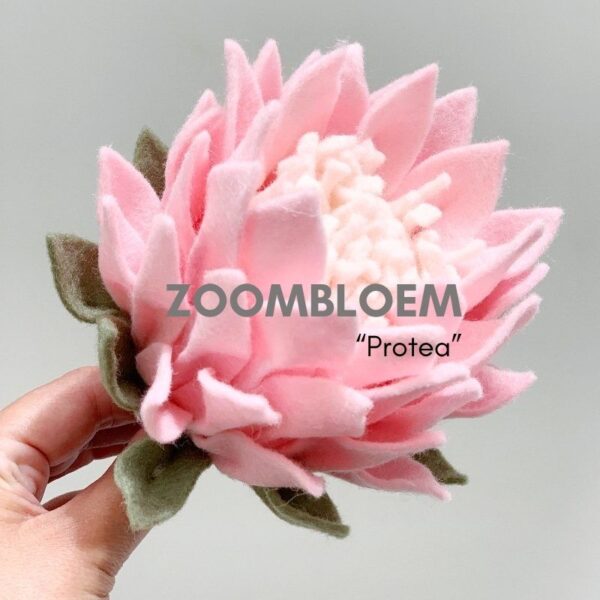 ZOOMBLOEM Protea 3 & 6 november