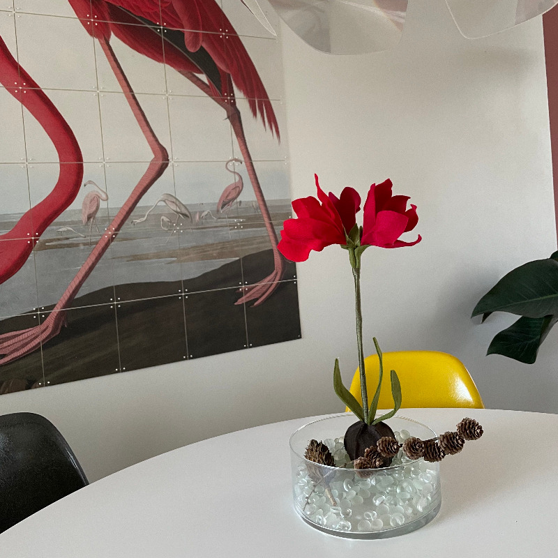 ZOOMBLOEM Amaryllis 8 & 11 december - Afbeelding 3