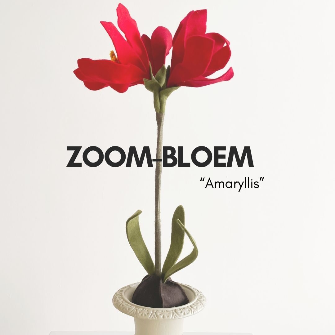 ZOOMBLOEM Amaryllis 8 & 11 december